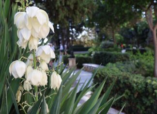 Alameda de Apodaca Alameda Apodaca