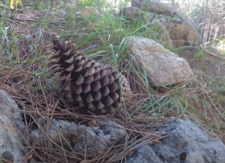 Sierra de Grazalema Sierra de Grazalema