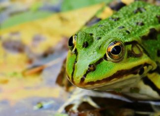 Fábula de las dos ranas fábula de las dos ranas