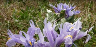 Laguna de la Fuente de Piedra Laguna de la Fuente de Piedra