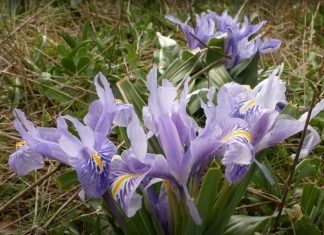 Laguna de la Fuente de Piedra Laguna de la Fuente de Piedra