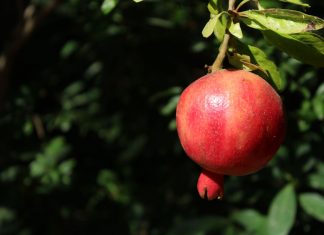 Jardín Botánico de San Fernando jardín botánico de San Fernando