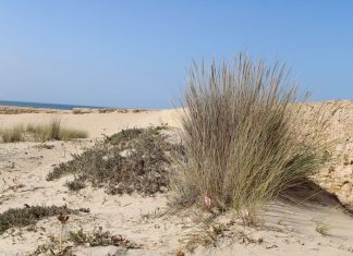 Fuerte de la Cortadura y Baluarte de Santa María Baluarte de la Cortadura
