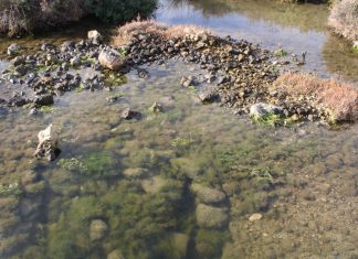 Laguna de la Algaida laguna del pinar de la Algaida