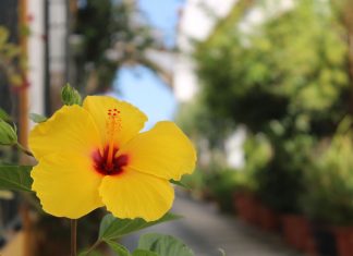 Callejón del Arco callejón del Arco en Puerto Real