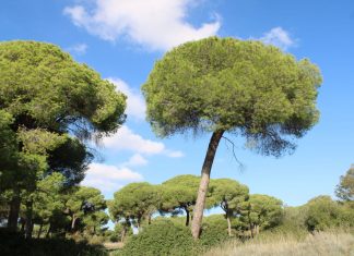 Rancho Linares Rancho Linares