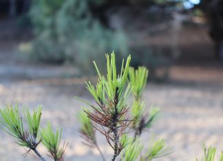 Pinar de Mochicle pinar de Mochicle