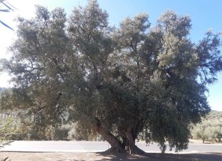 Olivo milenario olivo milenario en Castillo de Locubín