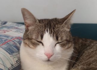 Un gato llamado Pepe (album 1) un gato llamado Pepe