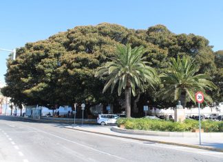 Ficus de Mora Ficus de Mora