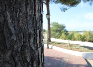 Playa y paseo marítimo de la Puntilla playa y paseo marítimo de La Puntilla