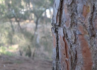 Pinar urbano de El Oasis pinar del oasis