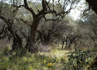 El discípulo más leal el discípulo más leal
