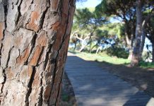 Pinares de Rota pinares de Rota