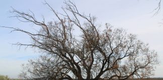 La antigua canalización de agua Antigua canalización de agua