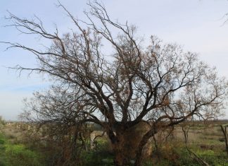 La antigua canalización de agua Antigua canalización de agua