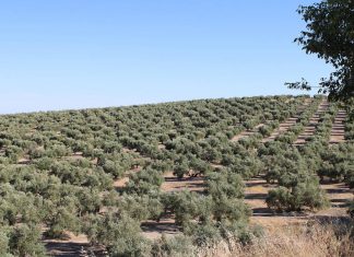 La leyenda de El Abuelo leyenda del Abuelo de Jaén