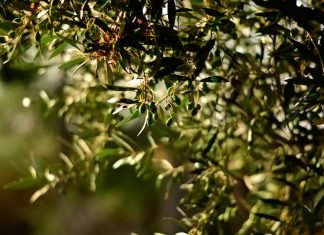 La historia de San Antonio y la fuente de La Teja en las Ventas del Carrizal historia de San Antonio y la fuente en las Ventas del Carrizal
