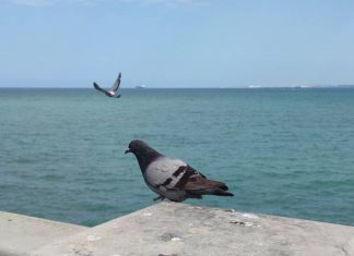 La dama blanca de Cádiz leyenda de la dama blanca de cádiz