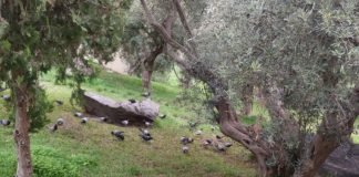 termas romanas de Almuñecar