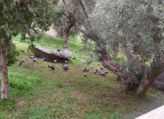 Termas romanas de Almuñecar termas romanas de Almuñecar