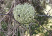 Un testamento de amor tejido con luz y paciencia un testamento de amor tejido con luz y paciencia