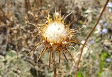 Campos de cardos secos campos de cardos secos