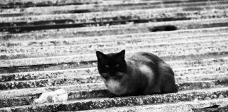 El testigo de Peltre el testigo de peltre