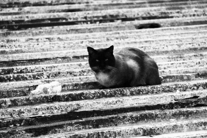 el testigo de peltre