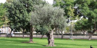 Parque del vino fino parque del vino fino