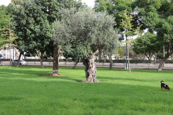 parque del vino fino